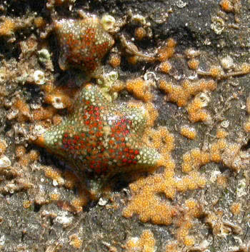 Asterina phylactica